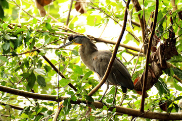 Tigerreiher in Costa Rica