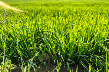 Fresh spring grass, closeup, green field background