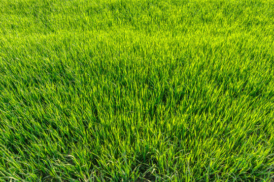 Background with green grass, texture, top view.