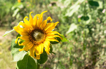 Fototapeta premium pollen of white yellow sunflower in sunlight