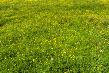 Yellow flowers, texture of grass on green field