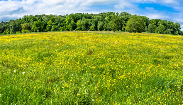 Yellow flowers on meadow, panoramic view