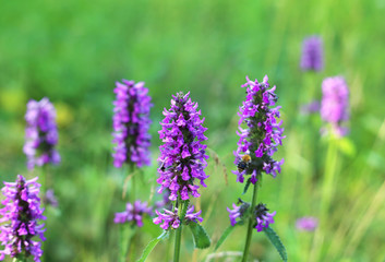 Beautiful lilac wildflowers