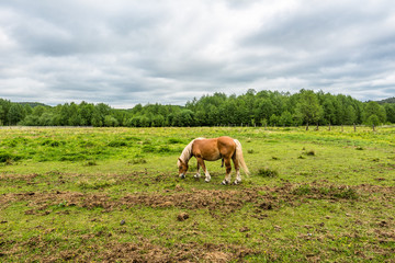 Farm with horses on green field, countryside landscape