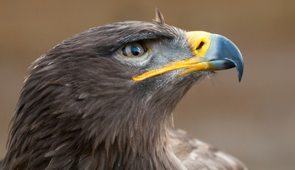 Steinadler