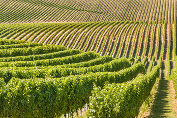 Fototapeta na wymiar rows of grapevine growing in vineyard on rolling hills