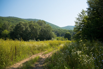 Idyllic landscape with fresh green meadows and blooming flowers and mountains in the background. Forest road. Landscape.