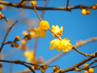 蠟梅の花