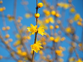 蠟梅の花