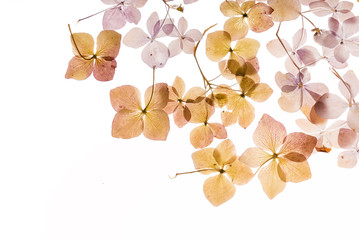dry hydrangea