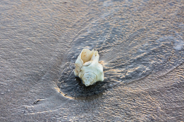 Shell on the beach