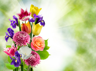 isolated image of beautiful flowers on yellow background.