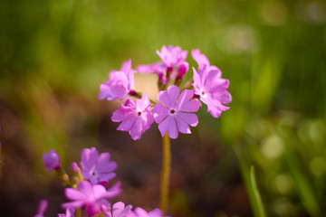 Fototapeta premium Wild Phlox wildflowers of Central, bright colors, Sunny day summer