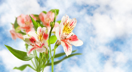 Fototapeta premium Image of beautiful flower close-up.