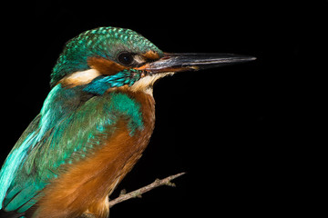 Kingfisher (Alcedo atthis) perched against black background. Common kingfisher in the family Alcedinidae roosting on alder on river bank, isolated against black background