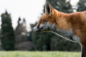 Urban fox (Vulpes vulpes) in park in daylight, in profile. Hungry lame animal seeks food during afternoon in Bute Park, Cardiff, Wales, UK