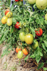 Red and green tomatoes growing in a greenhouse in the sprigs summer