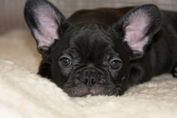 French Bulldog Puppy