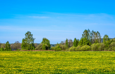 Blooming dandelions on spring meadow, landscape