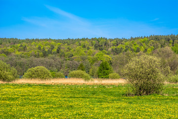 Beautiful spring landscape with blooming dandelions on meadow