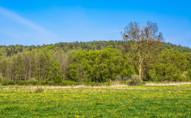 Beautiful spring landscape with blooming dandelions on meadow