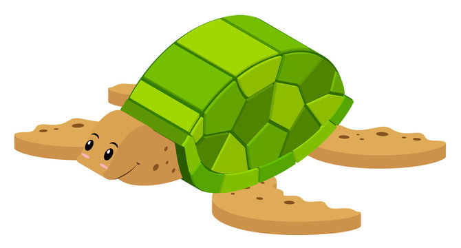 3D design for sea turtle
