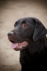 Hundeportrait