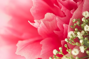 Closeup of fresh pink peony flowers with white gypsophila. Gradient defocus. Card with space for text