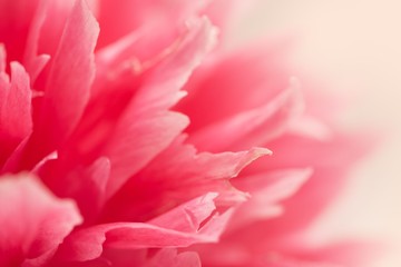 Closeup of fresh pink peony flowers with gradient defocus. Card with space for text
