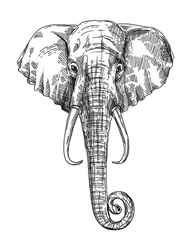 illustration portrait of elephant