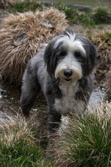 Bearded Collie playing in an alpine creek