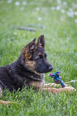 Young german shepherd portrait