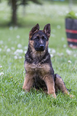 Young german shepherd portrait