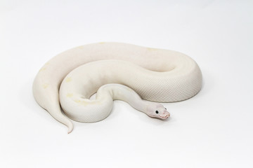 Obraz premium python