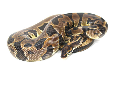 python