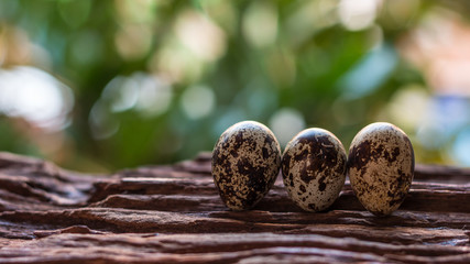 Quail eggs