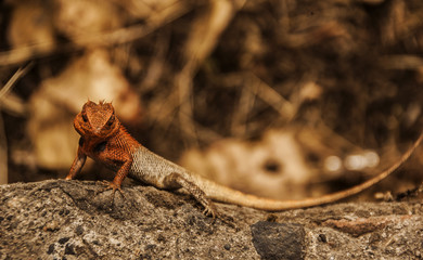 color changing lizard