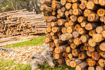 A stock pile of timber