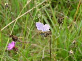 Polyommatus icarus