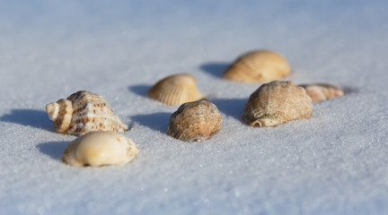 seashells in the snow