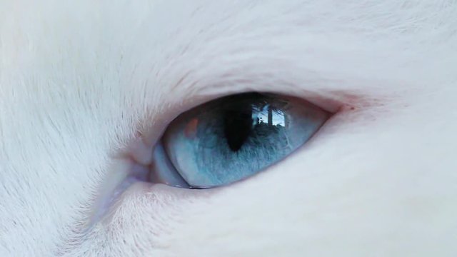 blue eyes white fluffy cat closeup