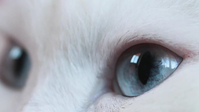 blue eyes white fluffy cat closeup