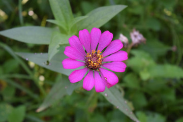 violet flower
