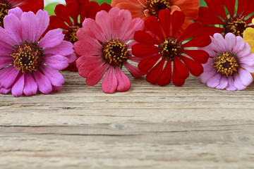 Zinnia flowers on wood