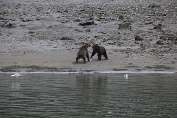 Alaska Brown Bears