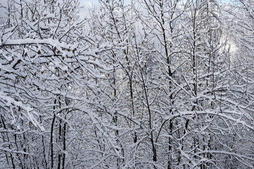 Sainte Foy Tarentaise