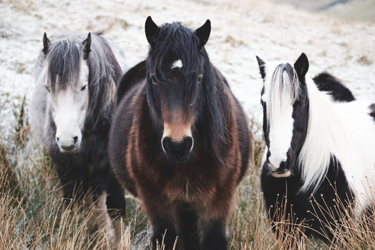 Wild Horses In Brecon Beacons National Park 