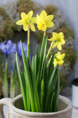 Naklejka premium Mix of spring flowers and simple easter decorations. Scilla sibe