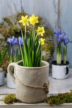 Mix of spring flowers and simple easter decorations. Scilla sibe