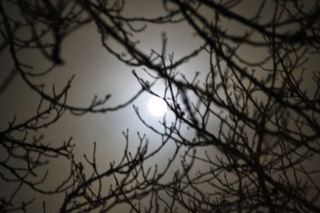 Fototapeta na wymiar Full moon shining through clouds and trees. Defocused blurred abstract background